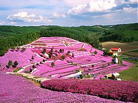 World & Travel: Moss Pink Cherry blossoms, Takinocho Shibazakura Park, Japan