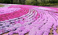 World & Travel: Moss Pink Cherry blossoms, Takinocho Shibazakura Park, Japan