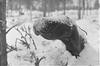 TopRq.com search results: History: World War II photography, Finnish Defense Forces, Finland