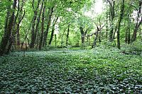 TopRq.com search results: North Brother Island, East River, New York City, United States