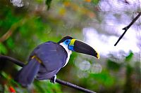 TopRq.com search results: Amazon rainforest jungle, South America
