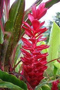 World & Travel: Amazon rainforest jungle, South America