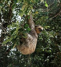 World & Travel: Amazon rainforest jungle, South America