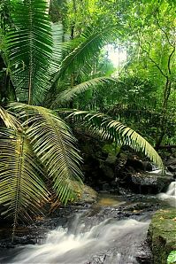 TopRq.com search results: Amazon rainforest jungle, South America