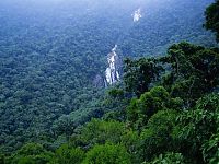 World & Travel: Amazon rainforest jungle, South America