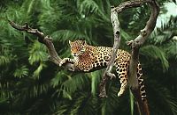 World & Travel: Amazon rainforest jungle, South America