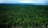 World & Travel: Amazon rainforest jungle, South America