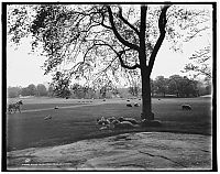 World & Travel: History: Central Park in the early 1900s, Manhattan, New York City, United States