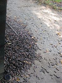 World & Travel: Tunnels of Củ Chi, Ho Chi Minh City, Saigon, Vietnam