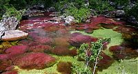 World & Travel: Caño Cristales, The River of Five Colors, Serrania de la Macarena, Meta, Colombia