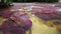 World & Travel: Caño Cristales, The River of Five Colors, Serrania de la Macarena, Meta, Colombia