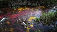 TopRq.com search results: Caño Cristales, The River of Five Colors, Serrania de la Macarena, Meta, Colombia