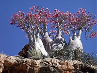 World & Travel: Socotra archipelago, Republic of Yemen, Indian Ocean