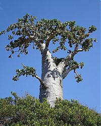 World & Travel: Socotra archipelago, Republic of Yemen, Indian Ocean