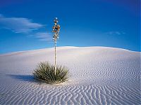 TopRq.com search results: Socotra archipelago, Republic of Yemen, Indian Ocean