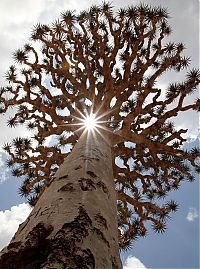 World & Travel: Socotra archipelago, Republic of Yemen, Indian Ocean