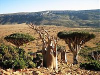 World & Travel: Socotra archipelago, Republic of Yemen, Indian Ocean