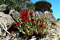 World & Travel: Socotra archipelago, Republic of Yemen, Indian Ocean