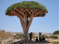 World & Travel: Socotra archipelago, Republic of Yemen, Indian Ocean