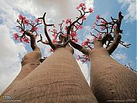 World & Travel: Socotra archipelago, Republic of Yemen, Indian Ocean