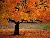 TopRq.com search results: autumn world