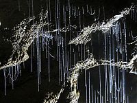 TopRq.com search results: Waitomo Glowworm Caves, Waitomo, North Island, New Zealand