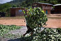 World & Travel: Coca plant farmers, Peruvian mountains, Peru