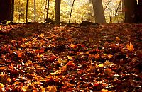 TopRq.com search results: autumn world
