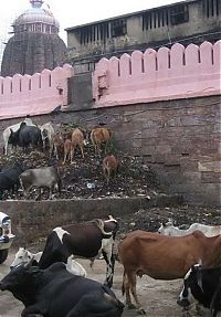 World & Travel: Pollution of the Ganges, Ganges river, India