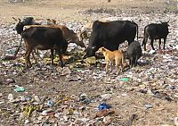 World & Travel: Pollution of the Ganges, Ganges river, India