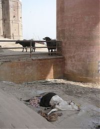 TopRq.com search results: Pollution of the Ganges, Ganges river, India