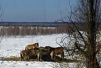 World & Travel: Chernobyl in winter, Pripyat, Kiev Oblast, Ukraine