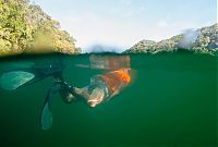 World & Travel: Jellyfish Lake, Eil Malk island, Palau, Pacific Ocean