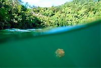 World & Travel: Jellyfish Lake, Eil Malk island, Palau, Pacific Ocean