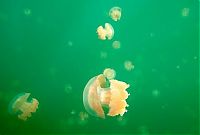 TopRq.com search results: Jellyfish Lake, Eil Malk island, Palau, Pacific Ocean