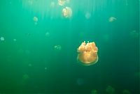 World & Travel: Jellyfish Lake, Eil Malk island, Palau, Pacific Ocean