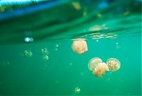 World & Travel: Jellyfish Lake, Eil Malk island, Palau, Pacific Ocean