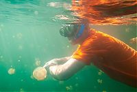 World & Travel: Jellyfish Lake, Eil Malk island, Palau, Pacific Ocean