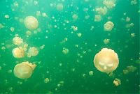 World & Travel: Jellyfish Lake, Eil Malk island, Palau, Pacific Ocean