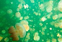 TopRq.com search results: Jellyfish Lake, Eil Malk island, Palau, Pacific Ocean