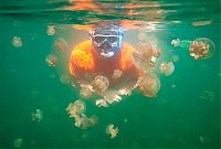 TopRq.com search results: Jellyfish Lake, Eil Malk island, Palau, Pacific Ocean