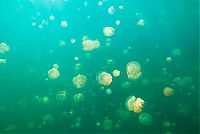 TopRq.com search results: Jellyfish Lake, Eil Malk island, Palau, Pacific Ocean