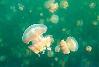 TopRq.com search results: Jellyfish Lake, Eil Malk island, Palau, Pacific Ocean