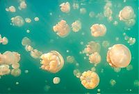 World & Travel: Jellyfish Lake, Eil Malk island, Palau, Pacific Ocean