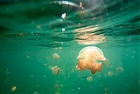 World & Travel: Jellyfish Lake, Eil Malk island, Palau, Pacific Ocean