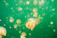 World & Travel: Jellyfish Lake, Eil Malk island, Palau, Pacific Ocean