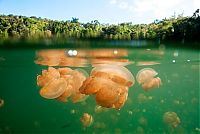 World & Travel: Jellyfish Lake, Eil Malk island, Palau, Pacific Ocean