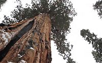 TopRq.com search results: President tree, Giant Forest, Sequoia National Park, Visalia, California, United States