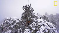 World & Travel: President tree, Giant Forest, Sequoia National Park, Visalia, California, United States