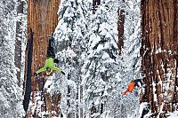 World & Travel: President tree, Giant Forest, Sequoia National Park, Visalia, California, United States